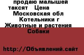 продаю малышей таксят › Цена ­ 15 000 - Московская обл., Котельники г. Животные и растения » Собаки   